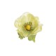 Květ Anemon 4ks, světle zelený