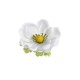 Květ Anemon 4ks, bílý