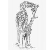 Malování skicovacími tužkami, Žirafa s mládětem
